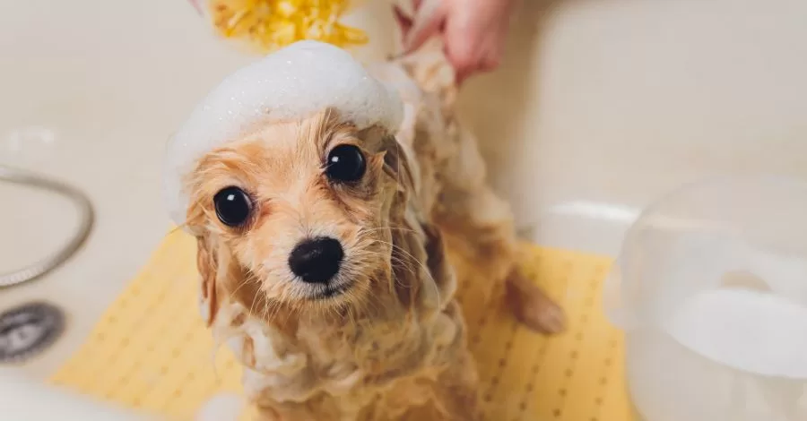 Como dar banho em cachorro em casa?