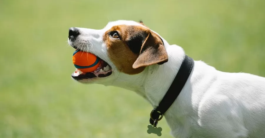 Como fazer brinquedos caseiros para cachorros?