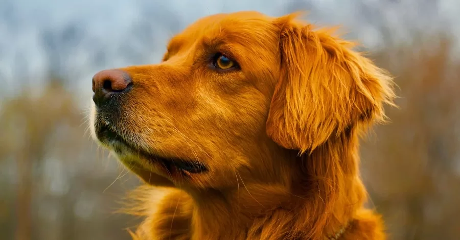 Como lidar com a perda de um pet?