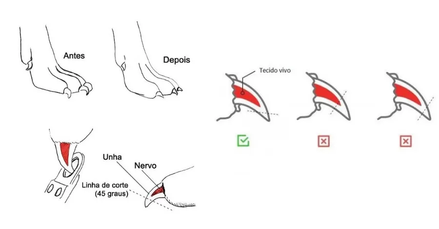 Como cortar a unha do meu cachorro?
