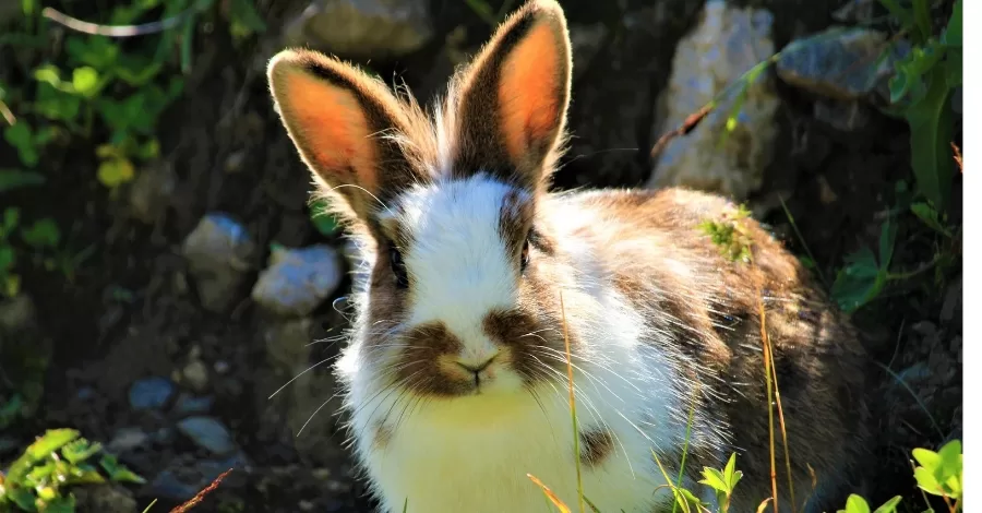 4 plantas que não devem ser oferecidas aos coelhos!