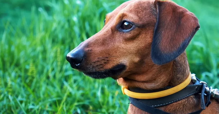 Quais são os melhores nomes para cachorros?