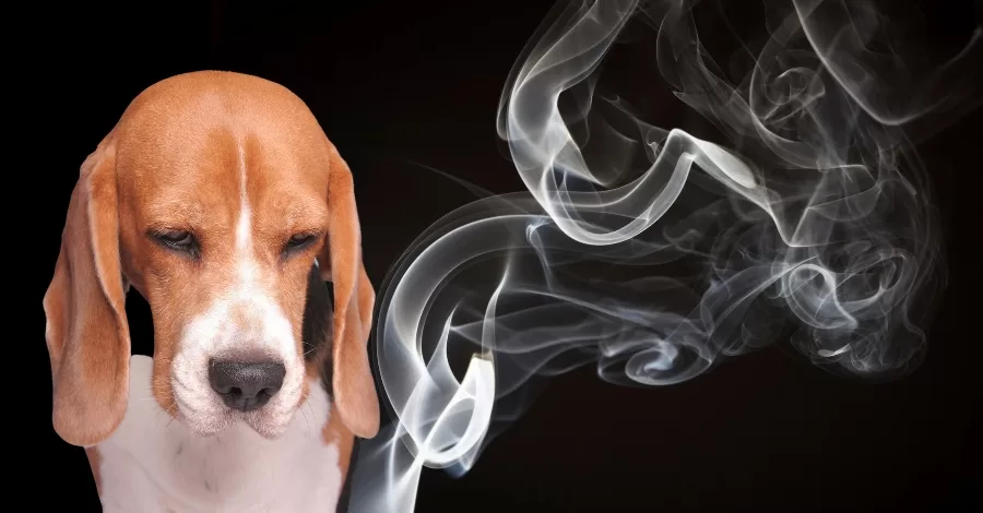 Teste de tabaco em animais