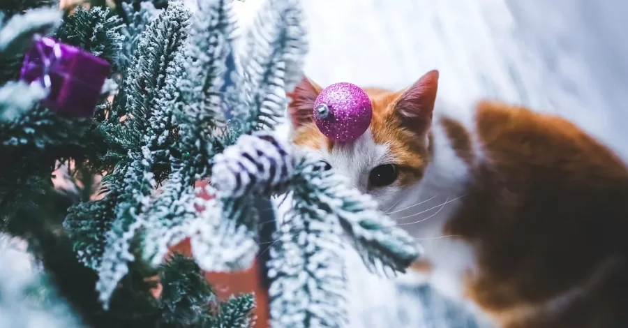 Como evitar que meu gato destrua a árvore de Natal?