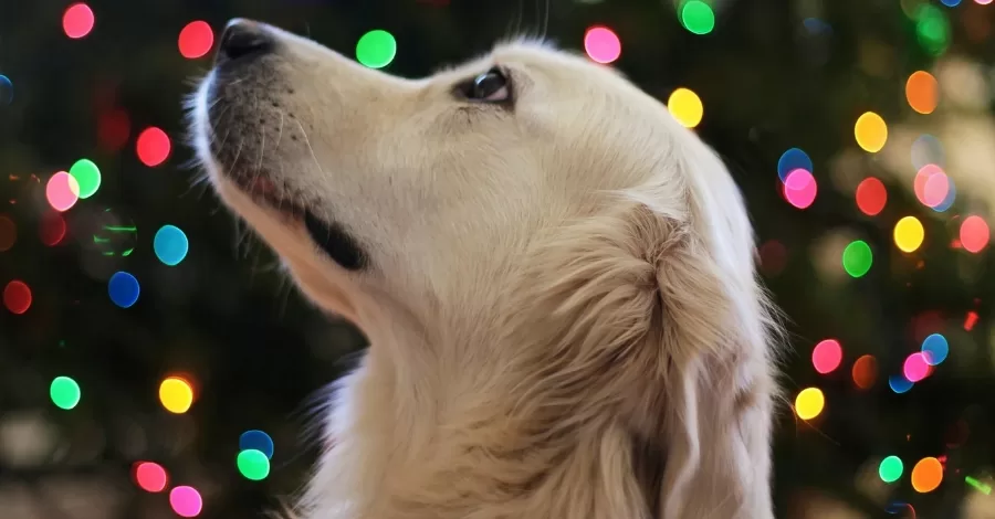 Como montar um Natal perfeito para seu pet?