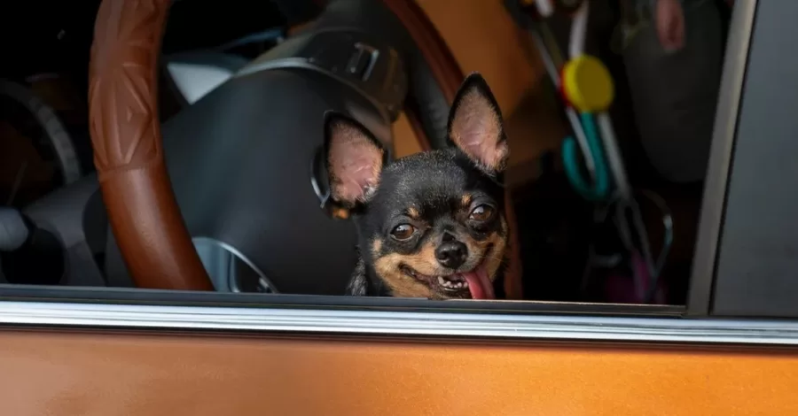 Como transportar meu cachorro no carro?