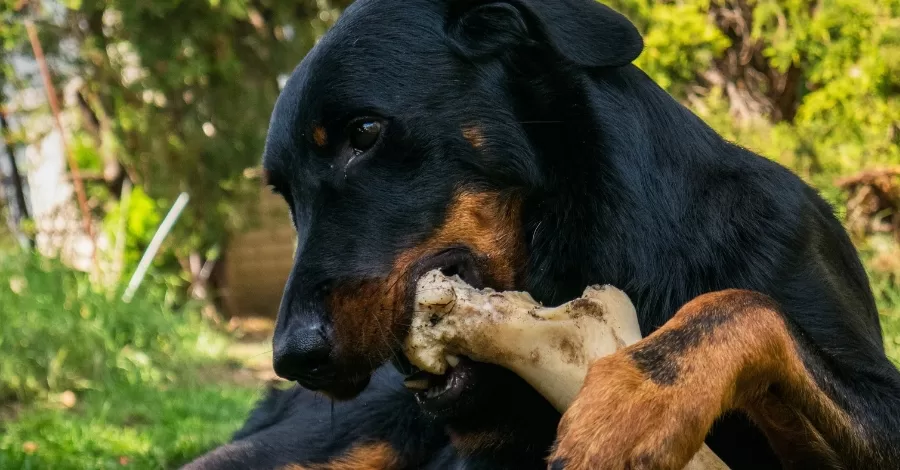 Eu posso dar osso para o meu cachorro?