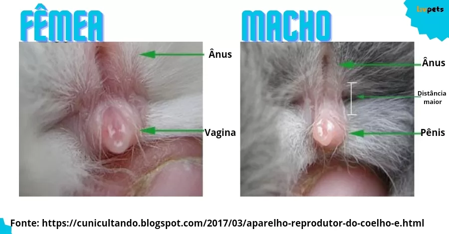 Como saber se meu coelho é macho ou fêmea?