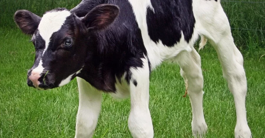 O que é Manqueira Bovina?