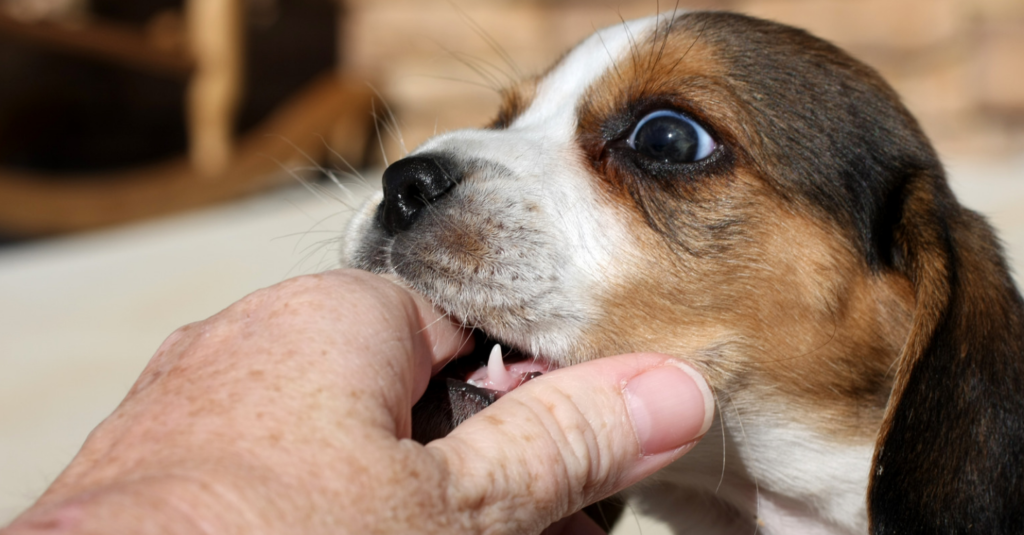 Por que meu cachorro me morde? Saiba tudo!