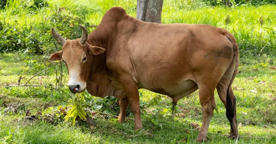 Morfologia das plantas e seu hábito de crescimento