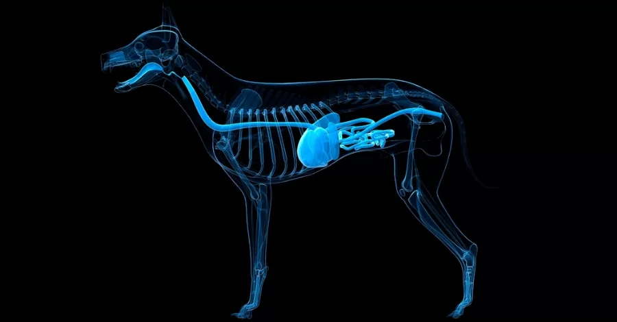 Semiologia do Sistema Digestório dos animais domésticos