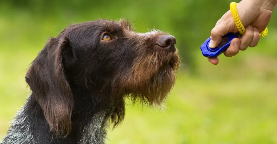 Como adestrar o meu cachorro?