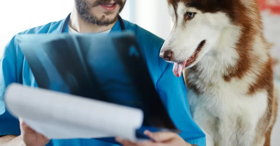 O que é tomografia veterinária e como realizar?