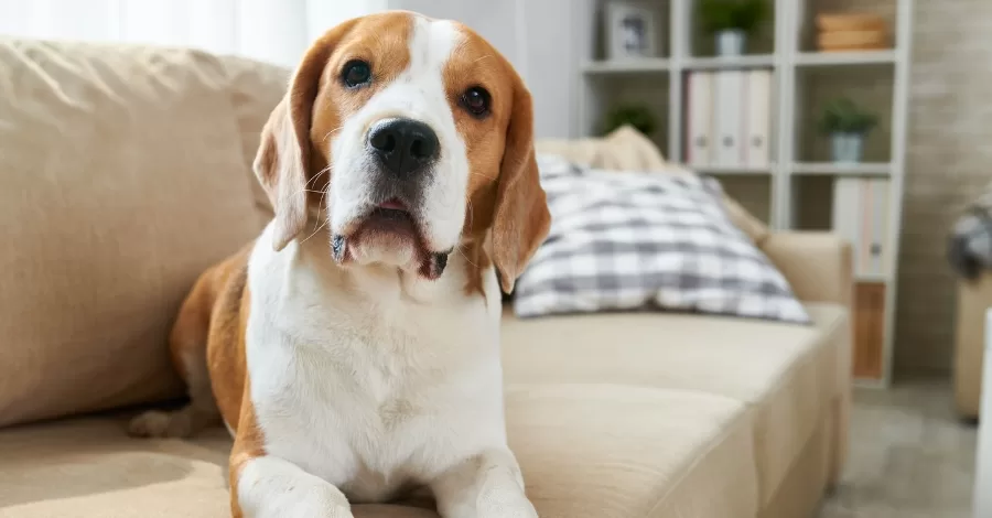 Como criar cachorro em um apartamento?