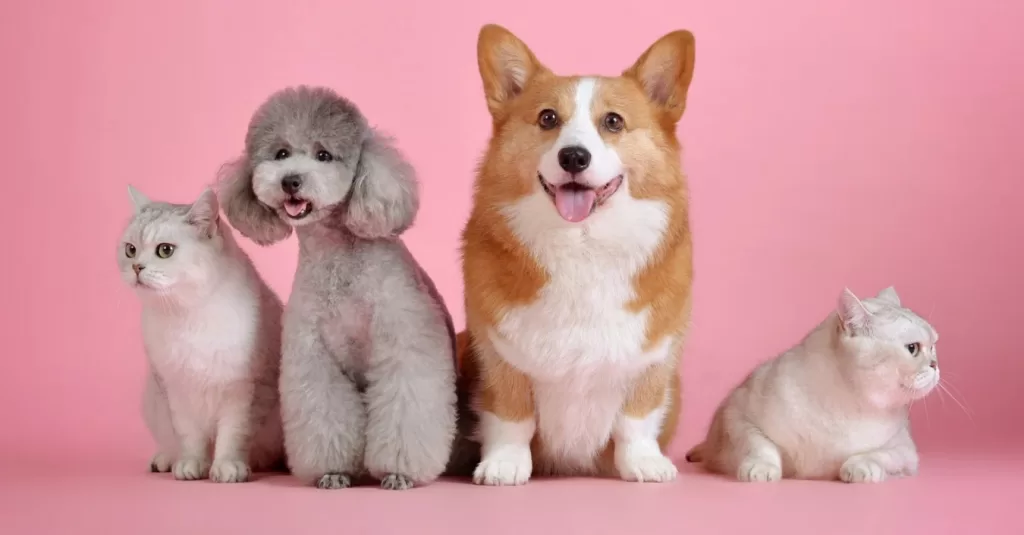 Outubro rosa para cadelas e gatas