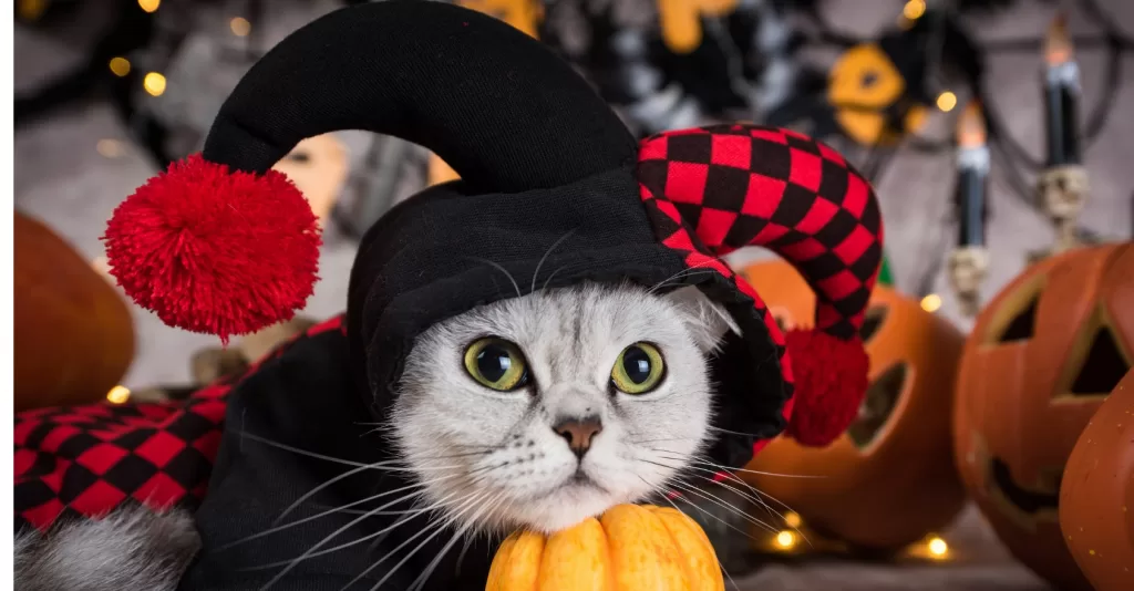 Gatos pretos dão azar? Descubra os mitos e verdades do Halloween!