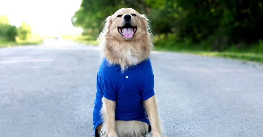 Novembro azul para cães e gatos