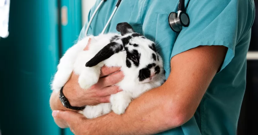 Quais são medicamentos perigosos para coelhos?