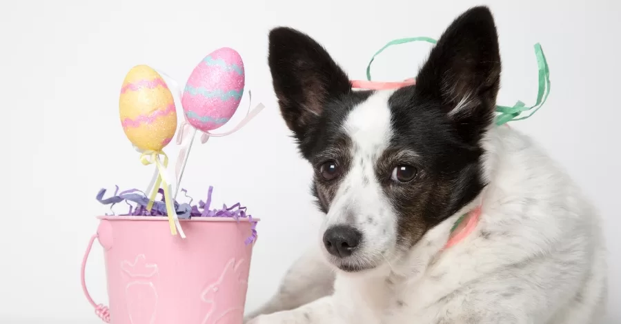 Posso dar chocolate para meu cachorro?