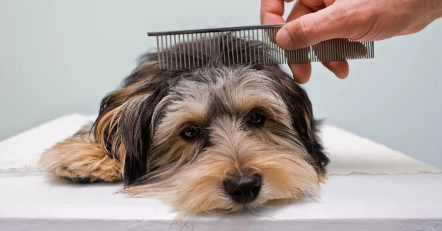 Tudo sobre tosa em cães