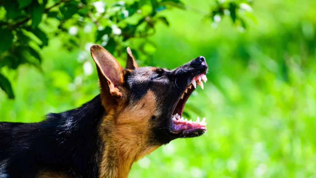 Como cachorro pega raiva? Tudo sobre raiva canina!