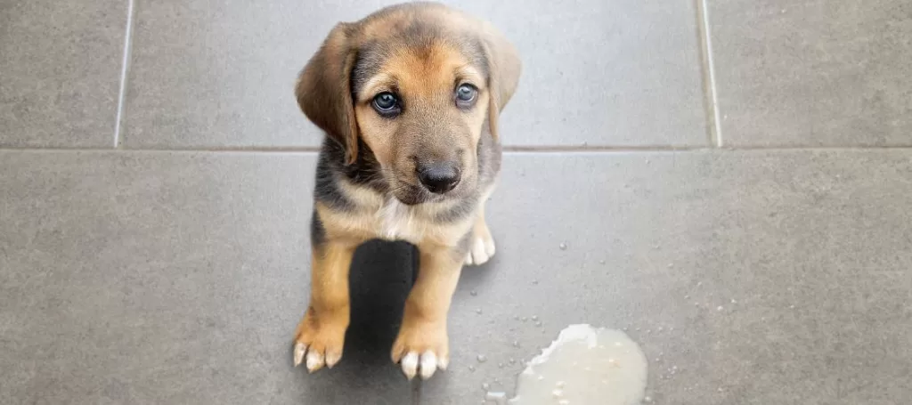 Tipos de Vômitos em Cães: Causas e Cuidados