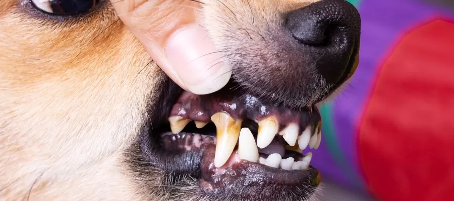 Doenças periodontais em cães e gatos