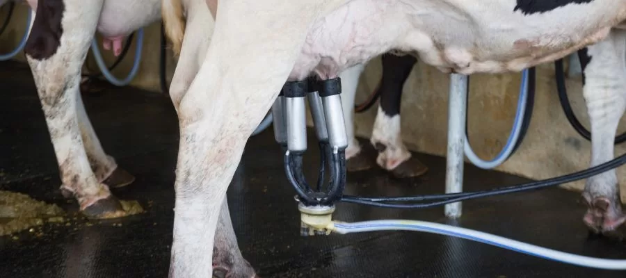 Mastites em Vacas: Causas, Sintomas, Diagnóstico e Tratamento