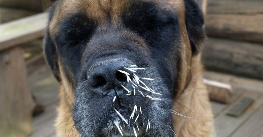 espinhos de ouriço ou de porco-espinho em cães e gatos