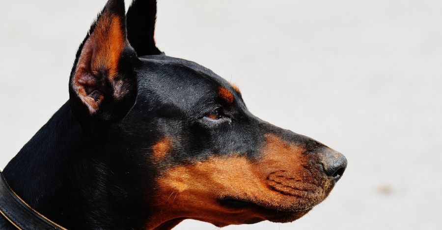 Dobermanns: Cuidados e Curiosidades