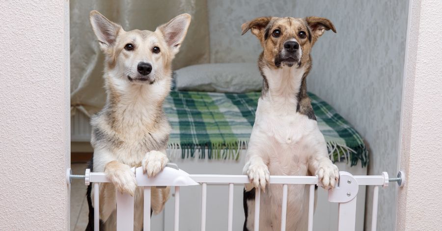 Melhores Raças de Cães Para Apartamento