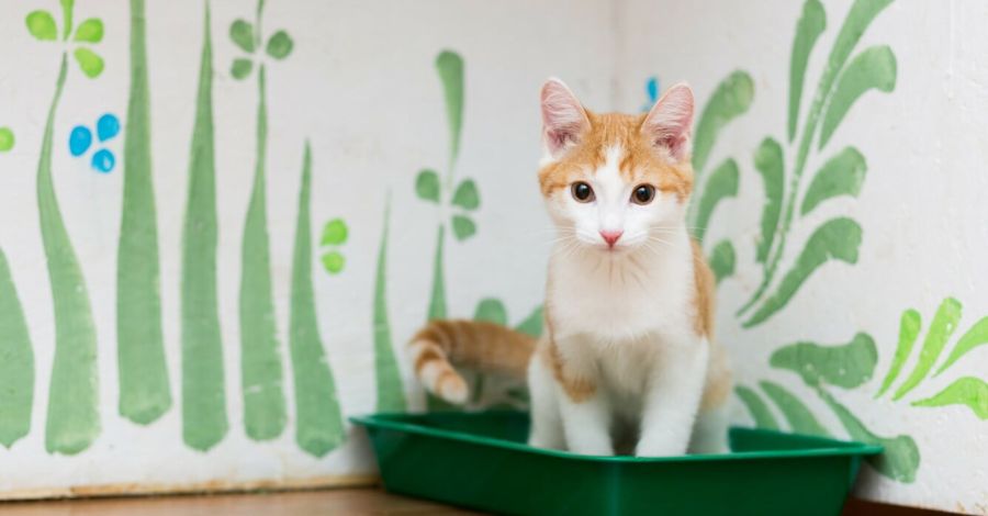 Problemas Urinários em Felinos