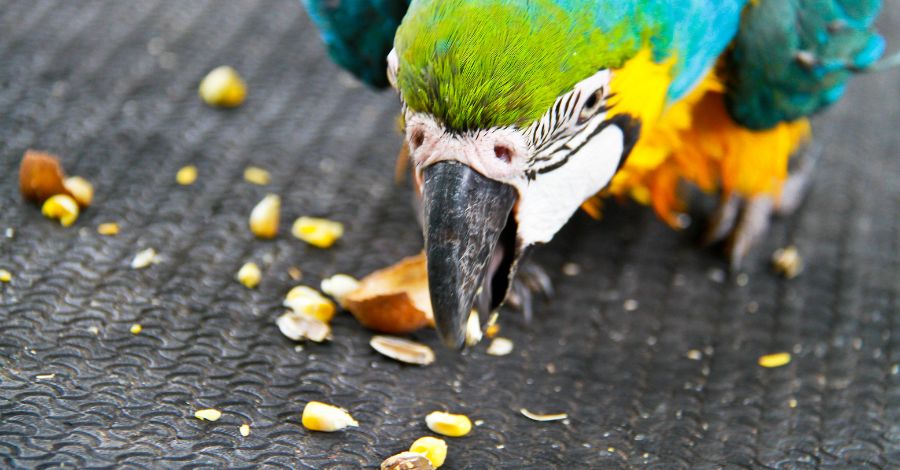 Suplementação Para Aves