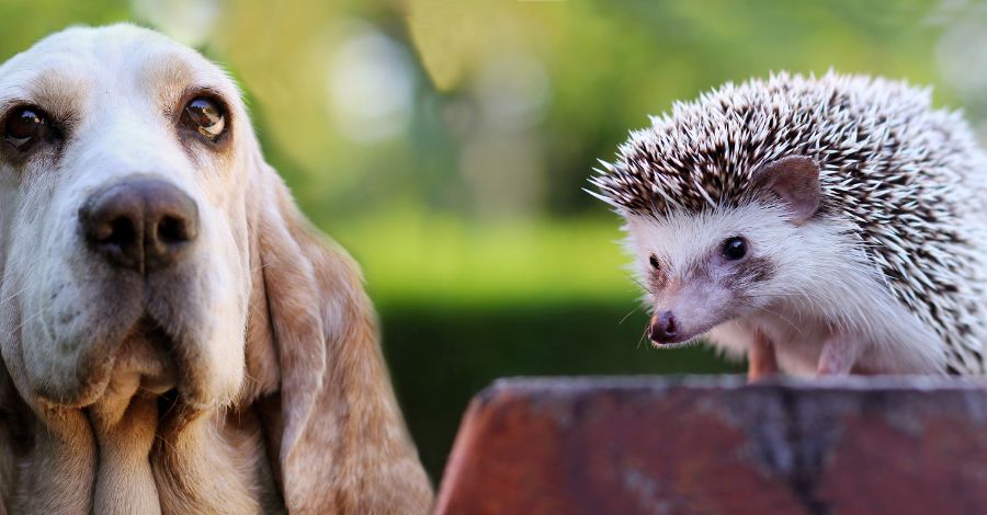 espinhos de ouriço ou de porco-espinho em cães e gatos