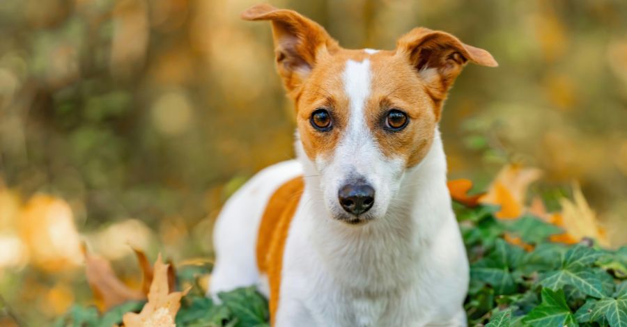 Jack Russell Terrier