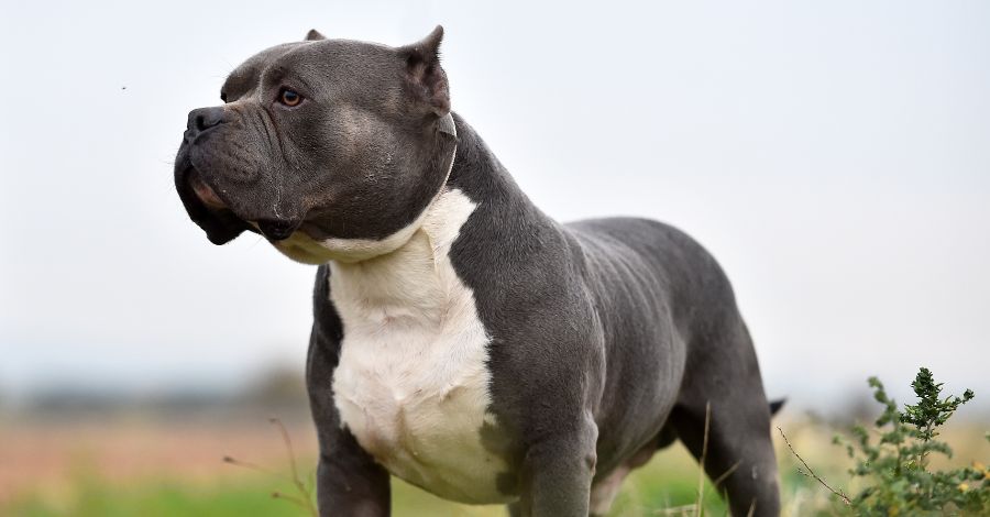 American Bully vs. Pitbull: Diferenças que Você Nunca Imaginou!