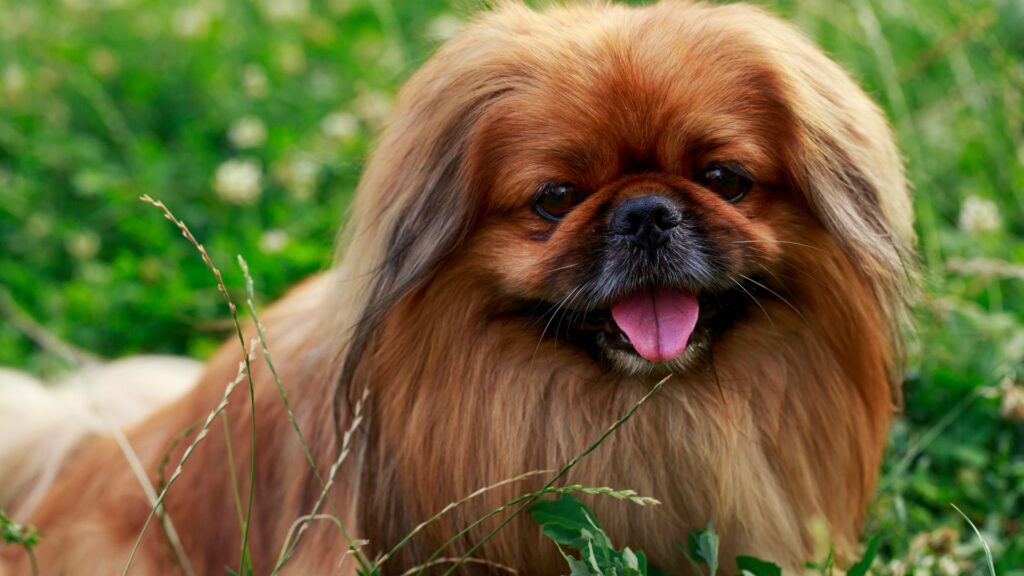 PEQUINÊS: O CACHORRO SAGRADO QUE SOBREVIVEU A GUERRAS