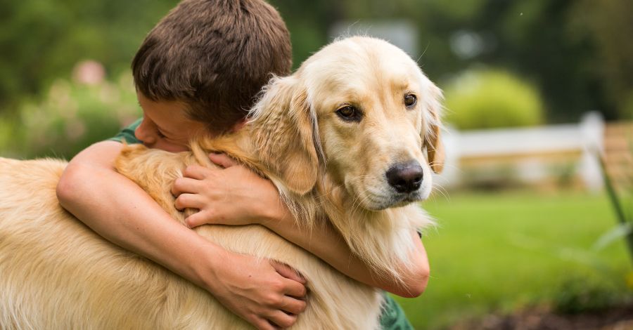 10 Melhores Raças de Cães para Crianças