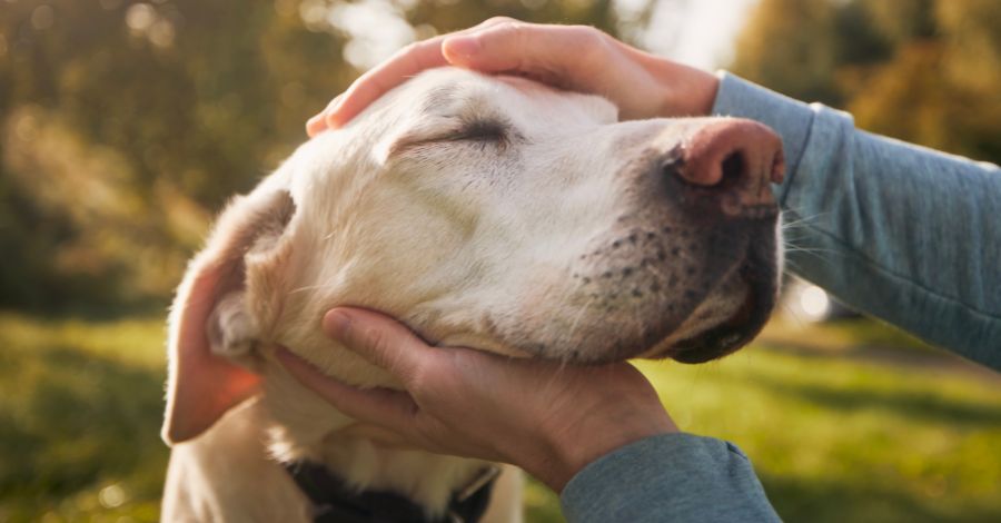 A Origem e Evolução dos Cães