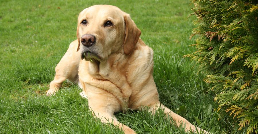 LABRADOR RETRIEVER: O QUE NINGUÉM TE CONTA!