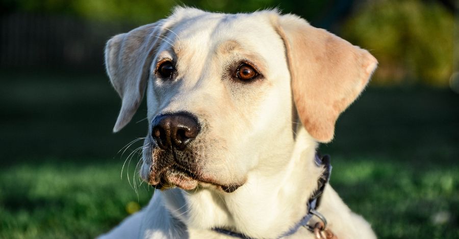 Labrador vs Golden Retriever: AS DIFERENÇAS QUE NINGUÉM TE CONTA!