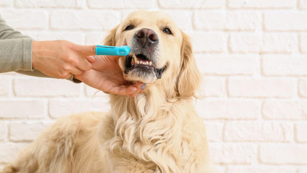 Doença de Tártaro em Cães